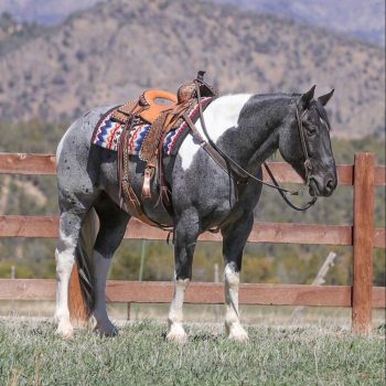 WhatsApp Image 2026-02-10 at 8.13.39 AM (1)