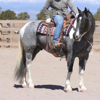 WhatsApp Image 2026-02-10 at 8.13.40 AM